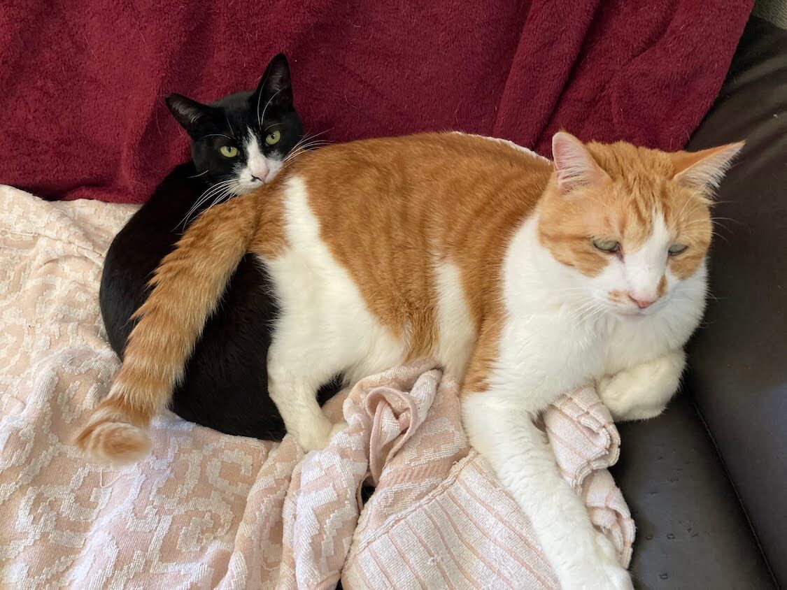 玉三郎とくろちゃん