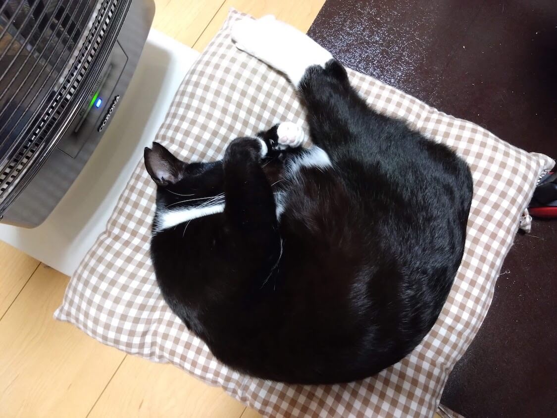 忘年会とくろちゃん