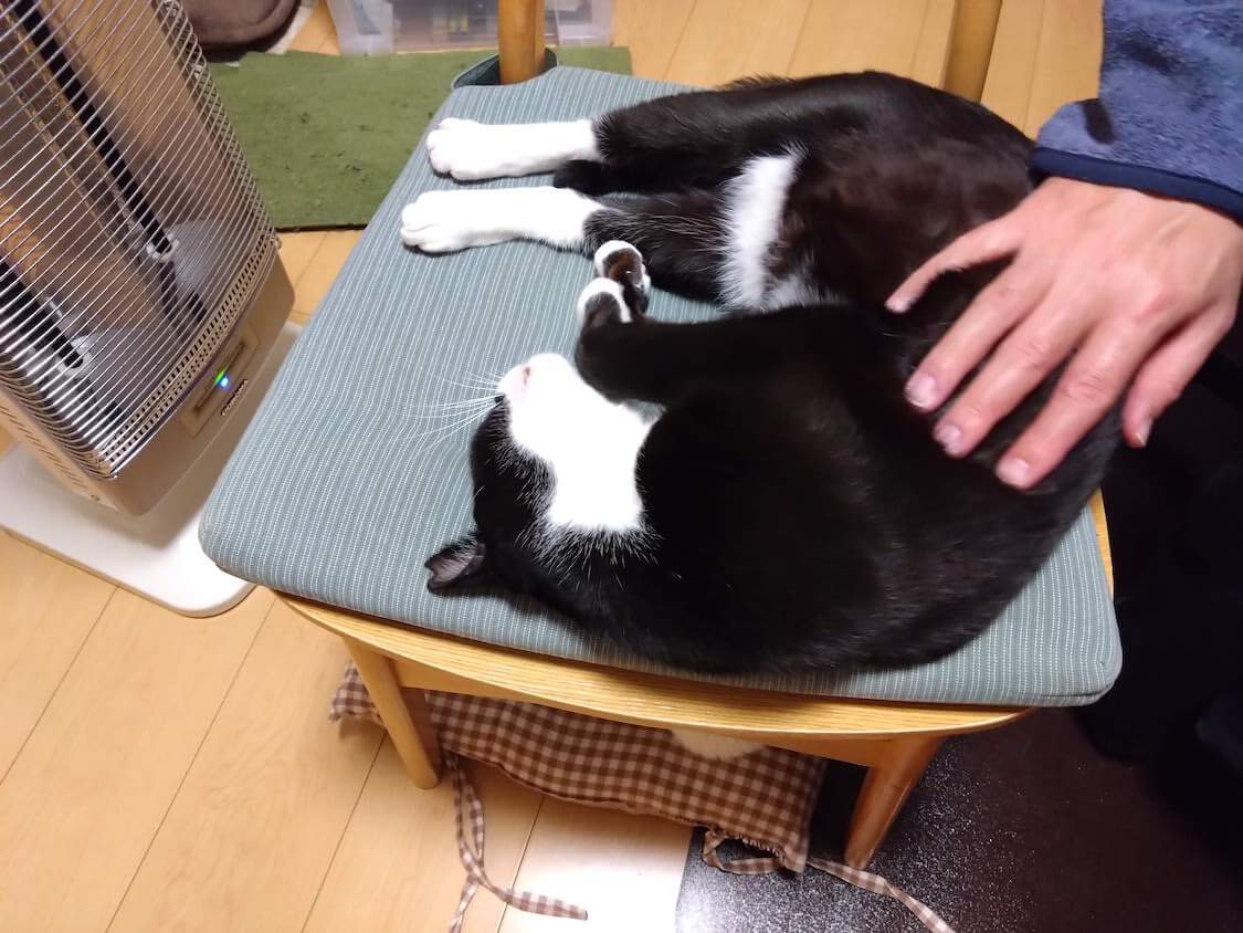 仕事納め。くろちゃんと玉三郎