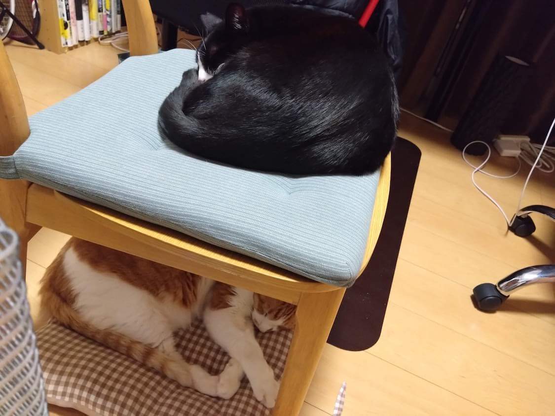 仕事納め。くろちゃんと玉三郎