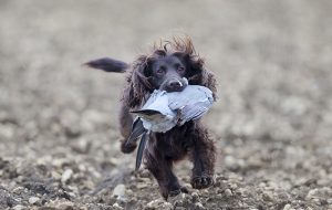 Pigeon shooting retrieves