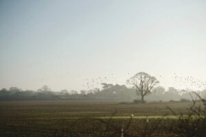 decoying woodpigeon