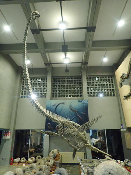 首長竜「ホベツアラキリュウ」全身復元骨格/むかわ町穂別博物館(北海道)