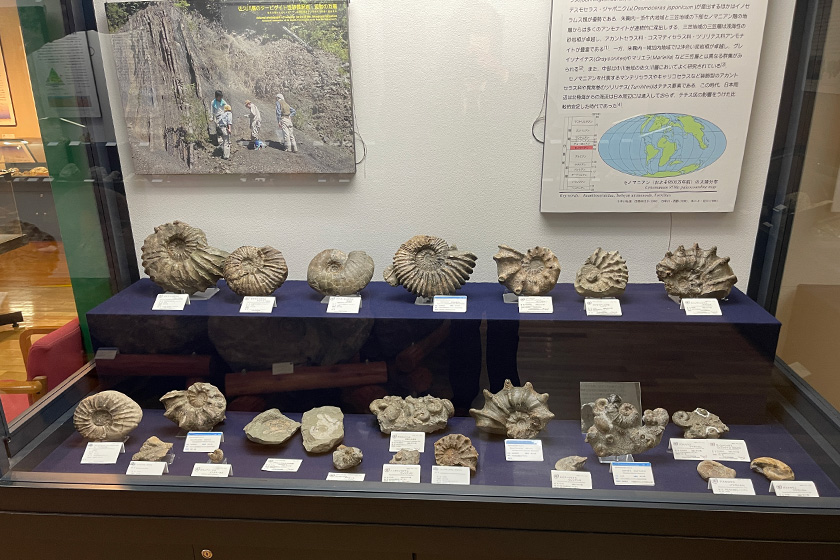 アンモナイト化石の展示/中川町エコミュージアムセンター(北海道/中川町)