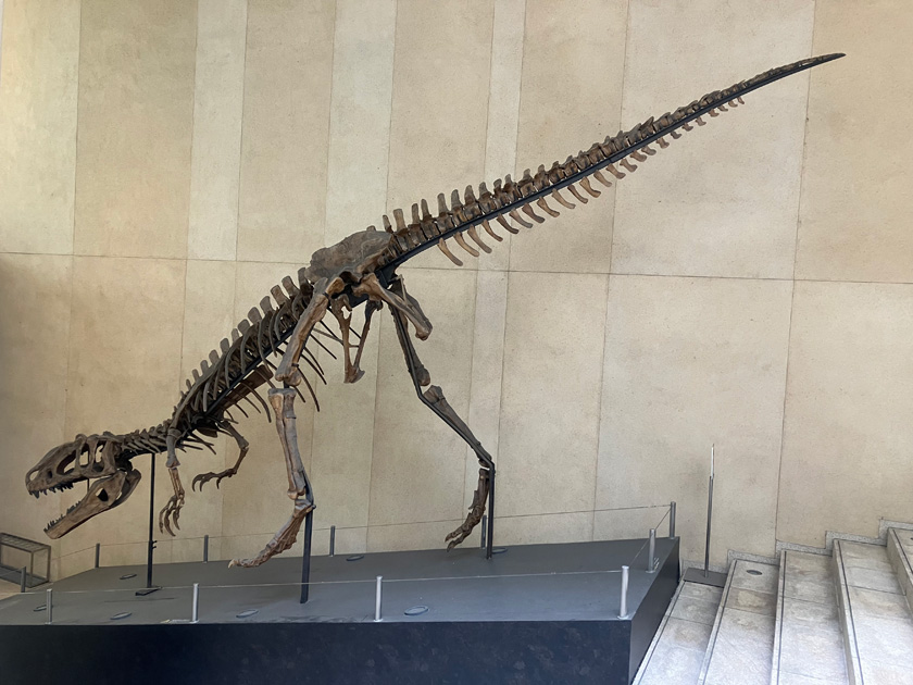ティラノサウルスの仲間の全身骨格のレプリカ/学校法人城西大学水田記念博物館大石化石ギャラリー(東京都/千代田区)