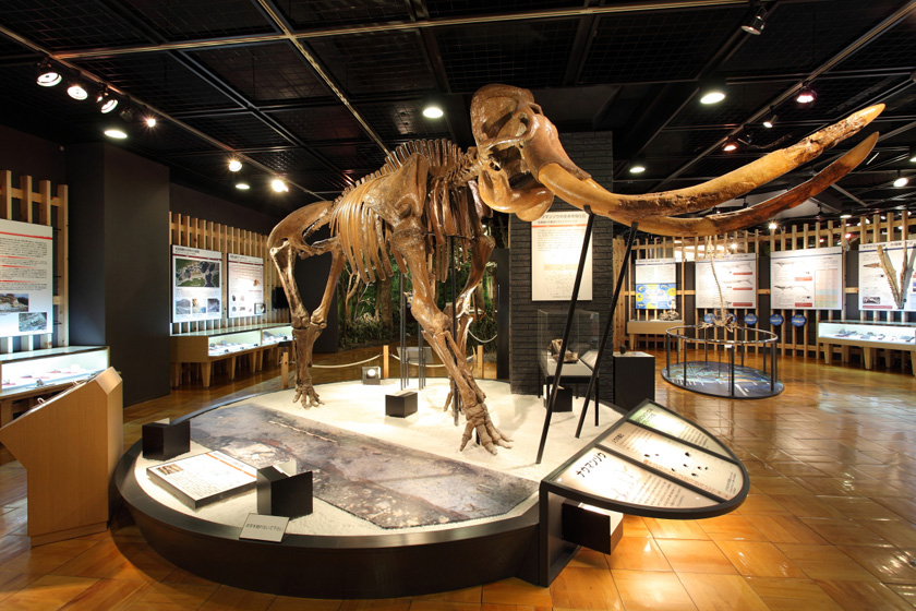 ナウマンゾウの骨格レプリカ/きしわだ自然資料館(大阪府/岸和田市)