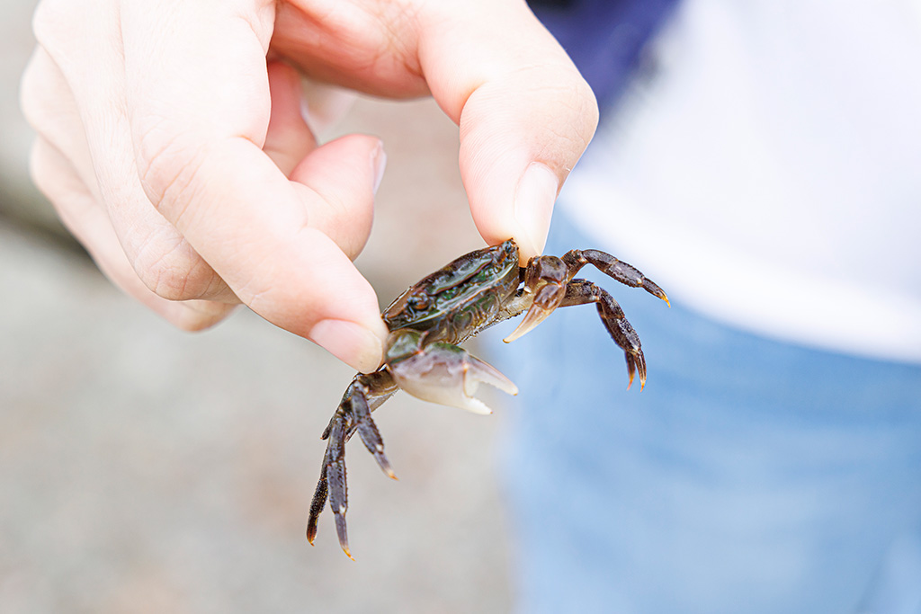 小さい磯ガニ/若旦那と一緒に楽しむ磯ガニ釣り体験(福島県/相馬市)