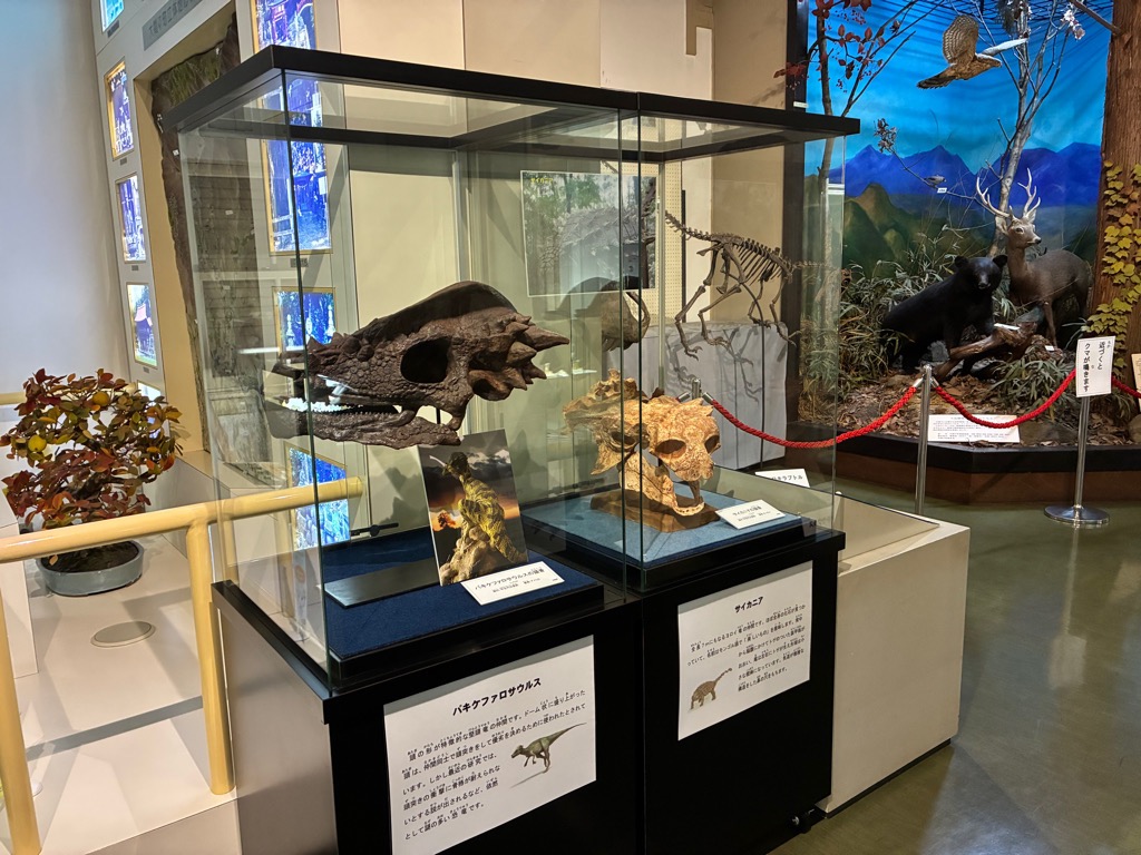 パキケファロサウルスの頭骨のレプリカなど/みどり市大間々博物館(コノドント館)(群馬県/みどり市)
