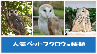 人気ペットフクロウの種類