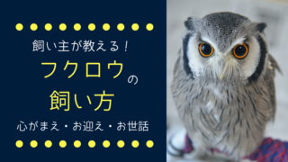 フクロウの飼い方