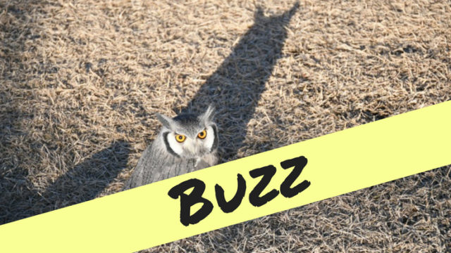 ツイッターでバズる方法