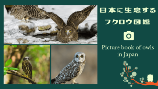 日本に生息するフクロウの種類