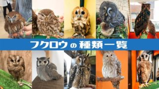 フクロウの種類一覧