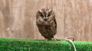 ヨーロッパコノハズク