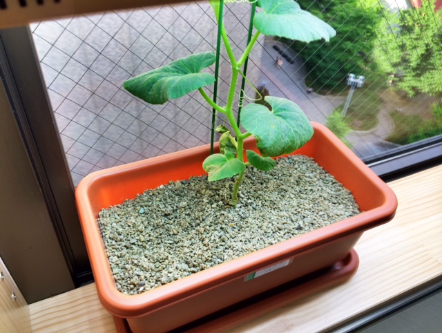 手が汚れず、虫もわかない土で栽培されたメロン.JPG 手が汚れず、虫もわかない土で栽培されたメロン