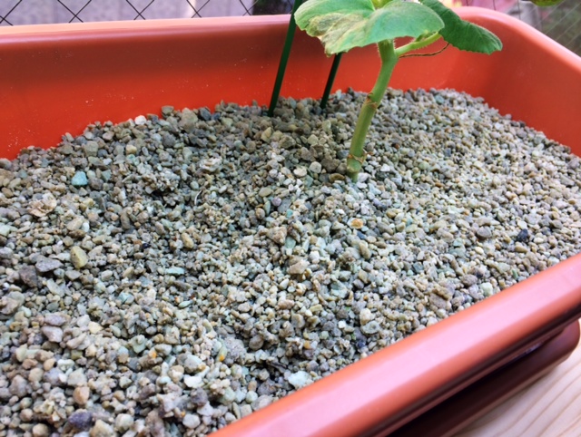 手が汚れず、虫もわかない土.JPG 手が汚れず、虫もわかない土