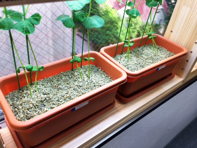 手が汚れず、虫もわかない土で栽培された枝豆.JPG 手が汚れず、虫もわかない土で栽培された枝豆