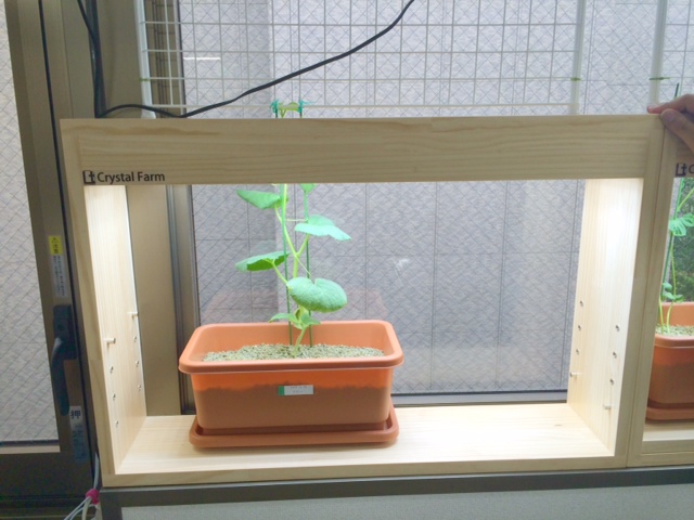 虫がわかず、手が汚れない土を開発し、家庭菜園キット「Crystal Farm」.JPG 虫がわかず、手が汚れない土を開発し、家庭菜園キット「Crystal Farm」