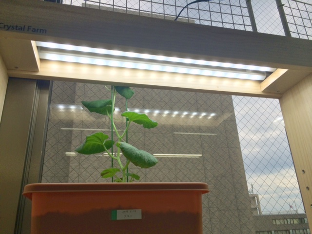 栽培キットにはLEDがつかわれている.JPG 栽培キットにはLEDがつかわれている