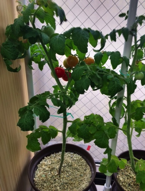 手が汚れず、虫もわかない土で栽培されたトマト.JPG 手が汚れず、虫もわかない土で栽培されたトマト