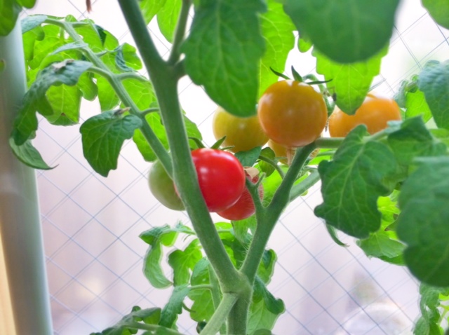 手が汚れず、虫もわかない土で栽培されたトマト.JPG 手が汚れず、虫もわかない土で栽培されたトマト