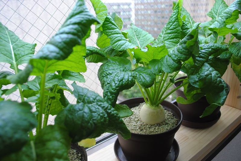 北海道から家庭菜園にイノベーションを起こす製品.jpg 北海道から家庭菜園にイノベーションを起こす製品