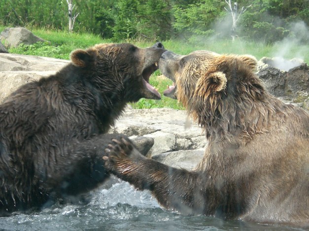 Took this one last time I was out at the zoo; they were just play fighting. Bears fighting