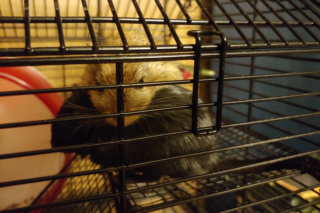 A brown gerbil sleeps curled over the back of a black gerbil.