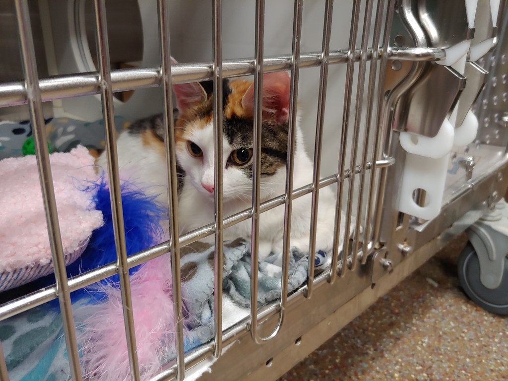 A small calico kitten in a kennel. She has very bright yellow eyes.