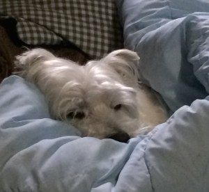 tired Westie