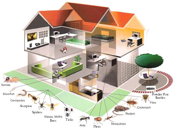 Image-structural-pest-control