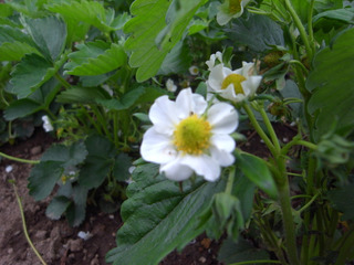 ˺î¤Îͽ´¶¡÷¤¤¤Á¤´