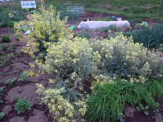 ¥Ö¥í¥Ã¥³¥ê¡¼¤È²ê¥¥ã¥Ù¥ÄËþ³«