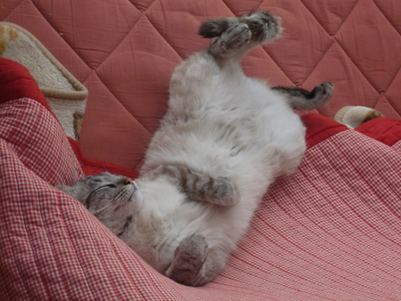 あぁ、トマコの生きる道【4コマ漫画】