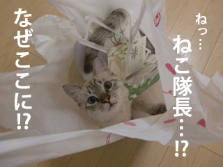 あぁ、トマコの生きる道【4コマ漫画】