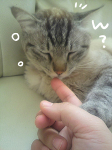 あぁ、トマコの生きる道【マンガ】