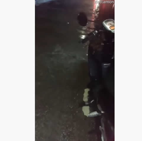 Snake Slithers All Over Moped