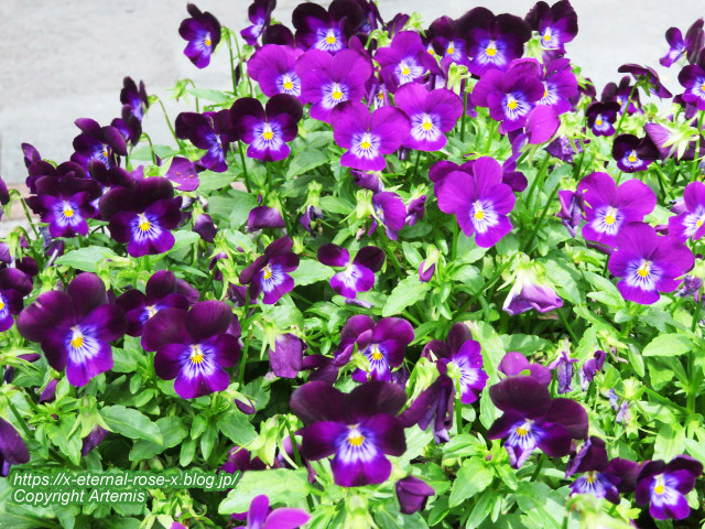 21.6.5.1ミスタードーナツ岡山駅前ショップ (14)