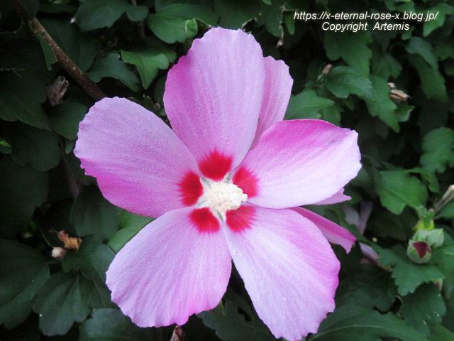 22.8.11.1 スターバックス コーヒー 岡山天満屋店 (2)