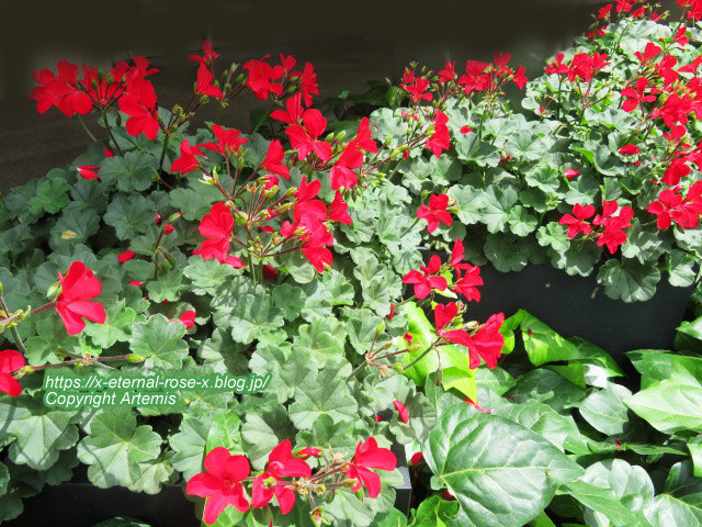 21.6.5.1ミスタードーナツ岡山駅前ショップ (17)