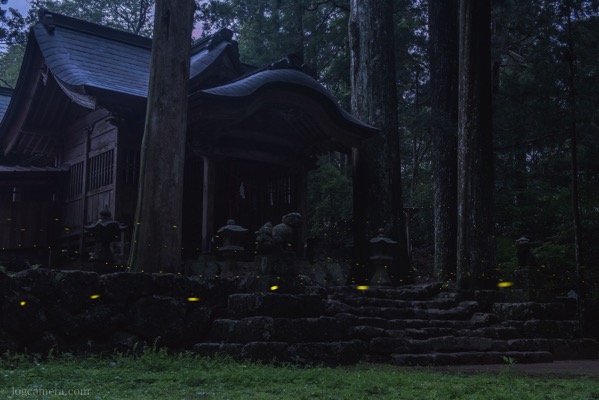神社とヒメボタル