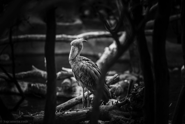 hasibirokou-sirokuro.jpg ハシビロコウ