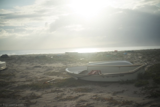 Summarit 50mm/f1.5 flea.jpg Summarit 50mm/f1.5