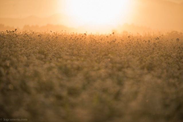 sobanohana135.jpg そばの花