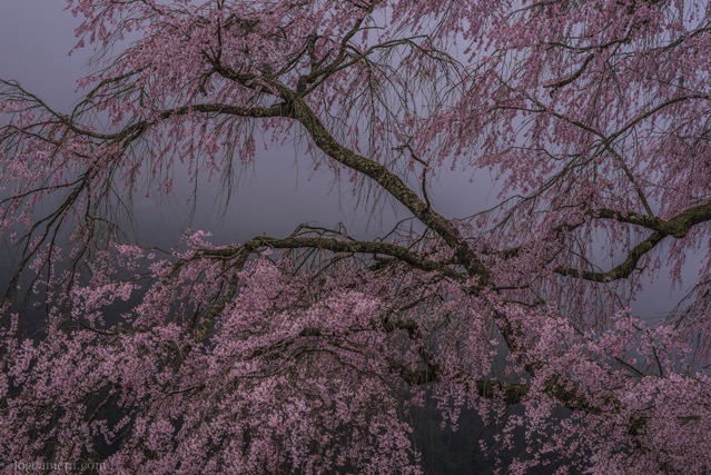 yunoyama-kiri.jpg 湯の山の枝垂れ桜