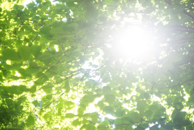 Summarit 50mm/f1.5 木の葉.jpg Summarit 50mm/f1.5 木の葉