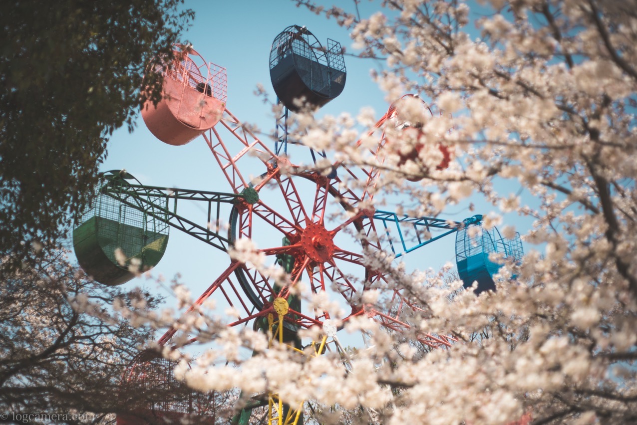 takumar-sakurakannransha.jpg 桜 観覧車