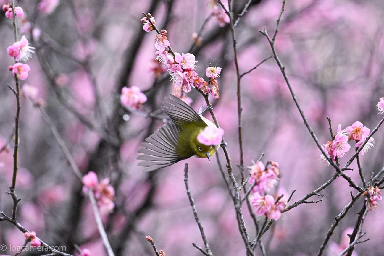 mejiro_2023_6.jpg 2302230815