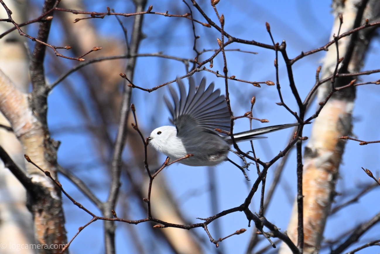 simaenaga.jpg 2301011152 3