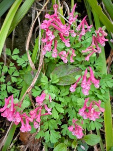 A photograph in medium close-up of a vibrant pink flowering plant, Corydalis solida “Beth Evans” taken from the author's garden.